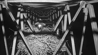 Wetlands Eagle Tower Cam - GREAT HORNED OWL HITS HARD ! 11/17/20
