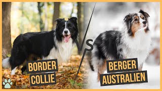 Border Collie Vs Berger Australien : Comparaison by Univers Canin 3,222 views 1 year ago 2 minutes, 41 seconds