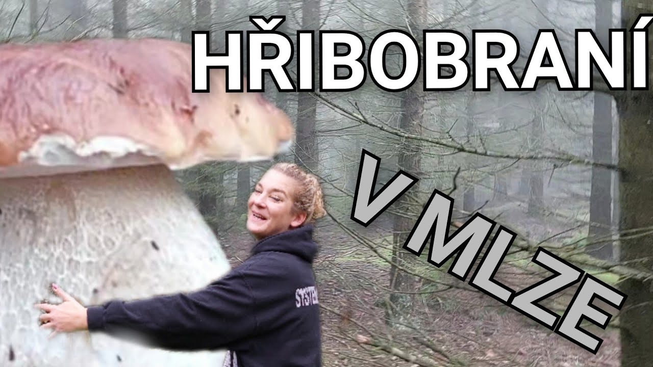 Poslední houbaření na chatě. Koše plné hřibů. Houbaření v Plzeňském kraji 8.10.2024