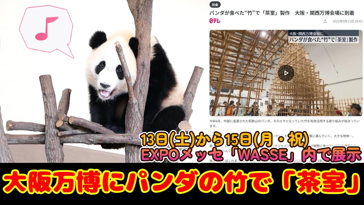 パンダニュース】パンダが食べた竹で作った茶室 13日(土)から15