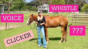 Clicker, Whistle, Voice for Positive Reinforcement Training: Pro Tips Which One | Lara Coventry Cox