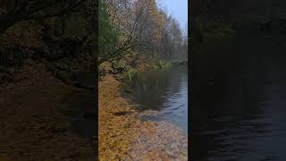 МО Река Озерна #отдых #природа  #рыбалка #подмосковье #руза #fishing