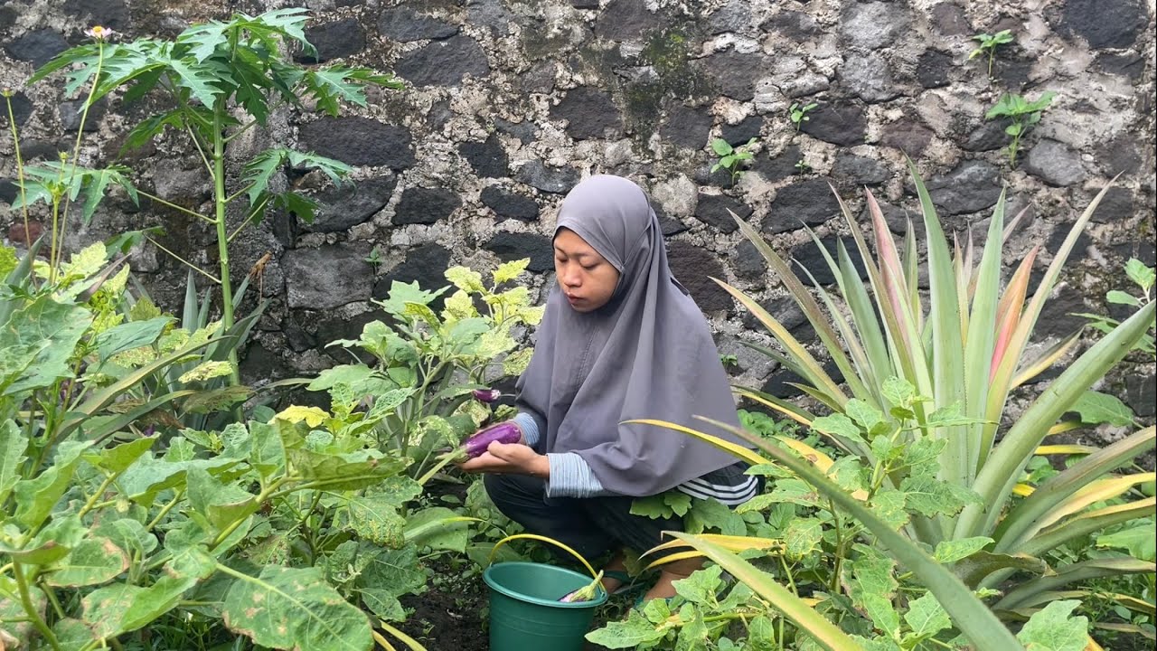 Panen Terong Ungu & Gelatik, Masak Sayur Asem, Ikan Asin Goreng, Oblok Terong Gelatik & Tempe Goreng
