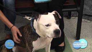 Adopt A Pet September 2015 Featured Pets