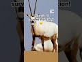Why The Arabian Oryx Is So Unique In Nature