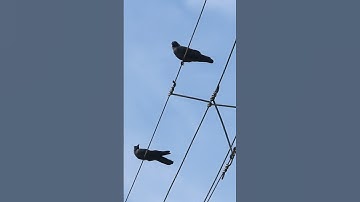 Why Birds Don’t Get an Electric Shock on Power Lines #scienceexplained #science #sciencefacts