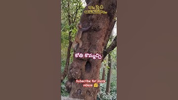 ఆడుకుందాం రా🐒#poorpeople#comedy#shortsviral#monkey#funny#monkeyvideos