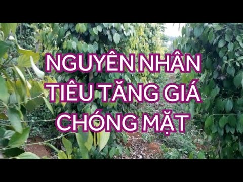 Video: Tại Sao Hạt Tiêu Bungari Lại Hữu ích?