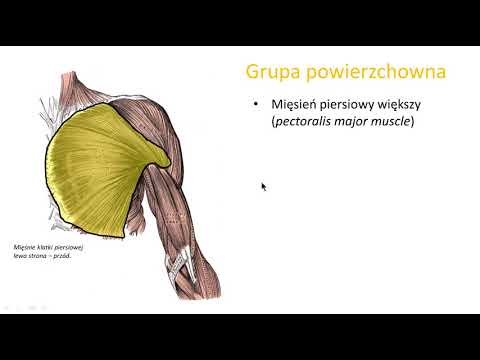 Wideo: Anatomia, Schemat I Funkcja Mięśni Klatki Piersiowej - Mapy Ciała