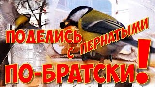 Поделись с пернатыми ПО-БРАТСКИ!!! :) ...и Кормушка для птиц! Поделись с пернатыми ПО-БРАТСКИ!!! :) ...и Кормушка для птиц!