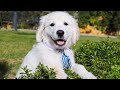 Cute Golden Retriever Puppy Bailey Compilation