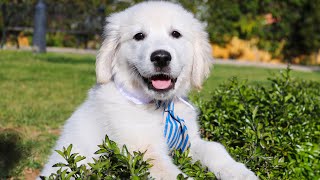 Cute Den Retriever Puppy Bailey Compilation