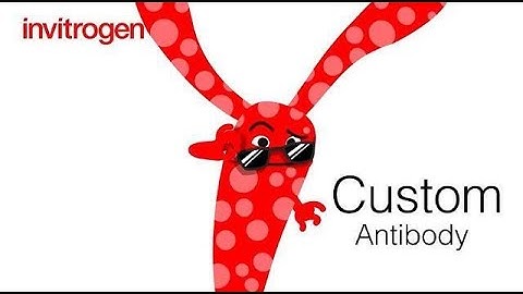 Introducing…. Invitrogen Custom Antibody