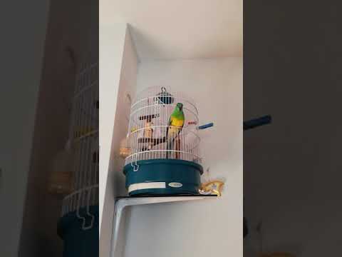 Video: Kako Odložiti Denarnico Za Papige