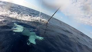 Underwater footage of the Fish in action