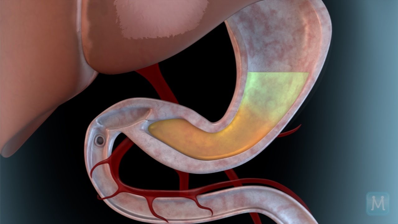 How Your Digestive System Works? | Match Health - YouTube