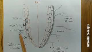 Mycorrhiza #VAM #ectomycorrhiza #endomycorrhiza