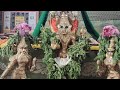 Rohini nakshatra paashupatha homam  vachaspati