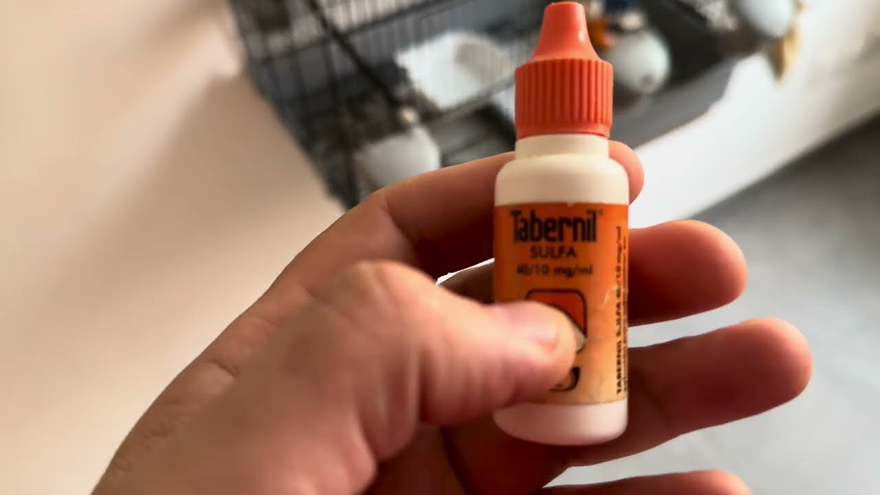 طريقة استخدام تبرنيل سولفا tabernil sulfa للطيور