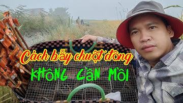 Cách bẫy chuột đồng không cần mồi/Mùa lúa chín/Tèo Ngố TV.