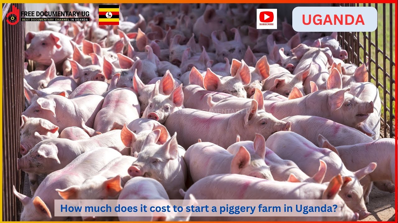 How To START A PIG FARM Business As A BEGINNER A Profitable Venture how-to-start-a-pig-farm-business-as-a-beginner-a-profitable-venture