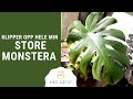 Klipper opp hele min store Monstera! | Slik tar du stikling