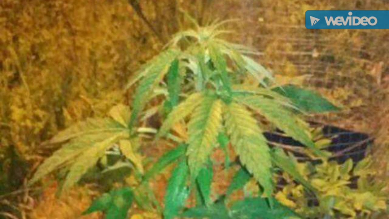 Outdoor AUTOFLOWERING guerilla grow