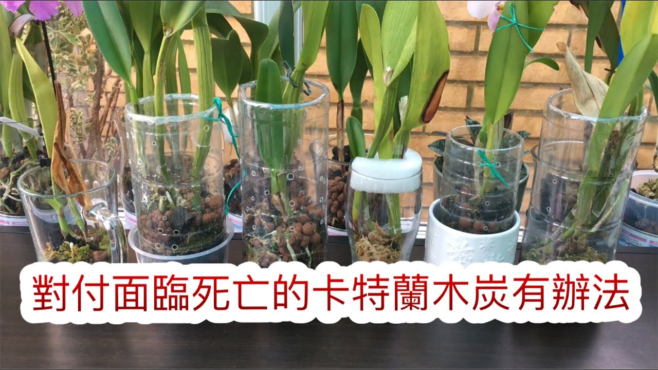 卡特蘭種植15）拯救沒根的卡特蘭 木炭就是最好的良方妙藥及注意以下幾點（17-1-2021）