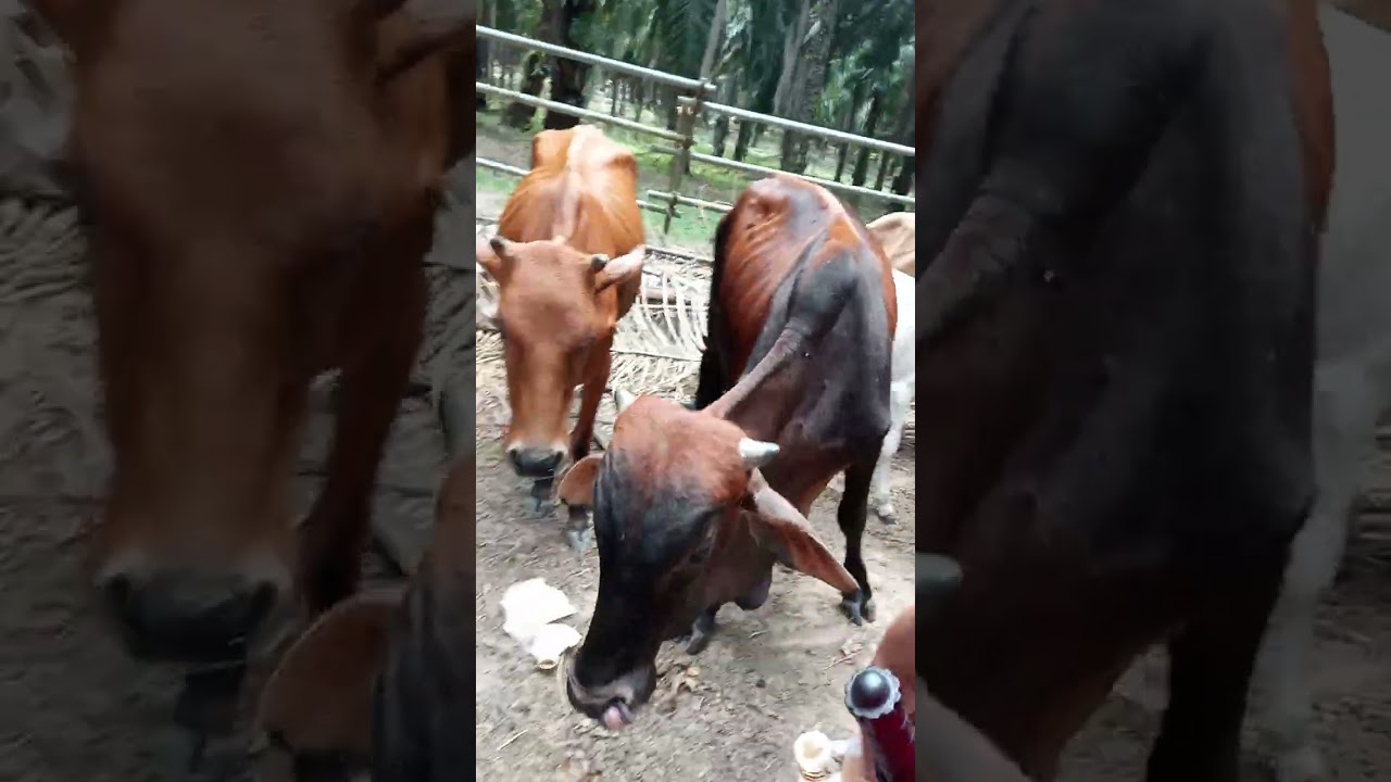 POV:060326 16ram1447H  isu scam berpusat oleh NGO munafik kebangsaan kali ni lebih kompleks&strategi