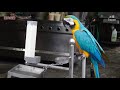 macaw 金刚鹦鹉 好~~😂😂😂 台湾台南Tainan Taiwan 🦜🦜🦜