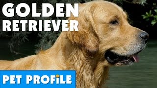 Golden Retriever Pet Profile | Bondi Vet