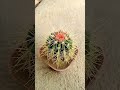 How is My Simple and Beautiful Cactus Plant 182 #shorts