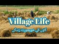 Saqib jutt  village life  part 1