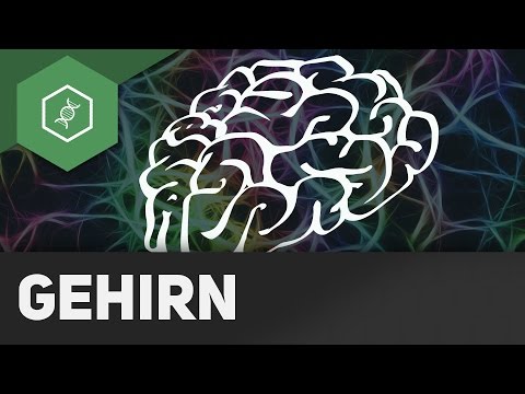 Das Gehirn - Zentrales Nervensystem (ZNS)