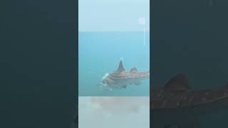 Divers Rescue 5 Whale Sharks Trapped in Fishing Nets