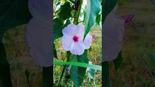 beautiful flower video, forest nature videos