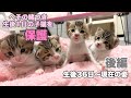 【後編】へその緒つき生後1日の子猫4匹を保護　生後36日〜現在の姿まで【ハナサクモグレン成長記録　総集編】Kittens in their current form from 36 days old