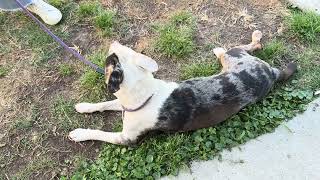 A2063391 Betty and A2063094 Marshmallow temp test