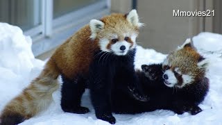 Red Panda 