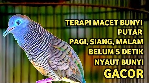 Perkutut Lokal Gacor Suara Super Kristal - Pancingan Malas Bunyi  (99%AMPUH BANGET)