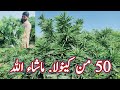 Mustered crop in pakistan  indian canola in pakistan  canola crop  sarson ki kheti in punjab