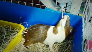 Guinea Pigs and drinking water