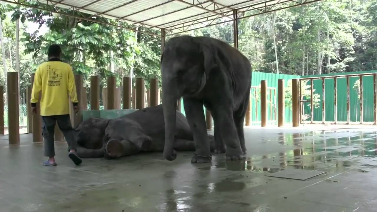 gajah jinak.mp4 - YouTube