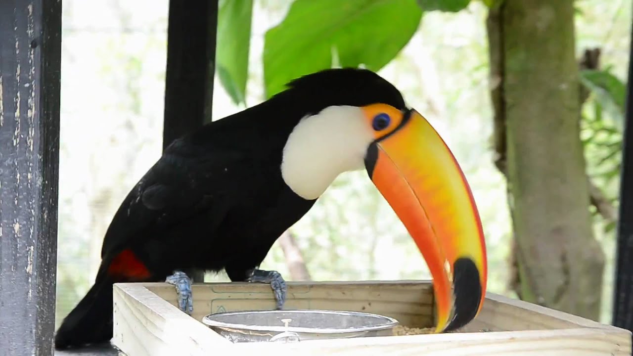 Toucan D7000 大嘴鳥的午茶約會 綠世界生態農場www Green World Com Tw Youtube