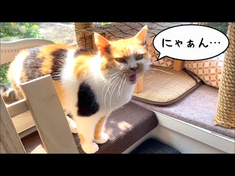 何度も挨拶をされて少々めんどくさそうな三毛猫まりも