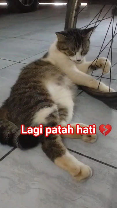 Perhatikan! kucing lagi patah hati #cat #kucing #fyp #shorts #short #catlovers