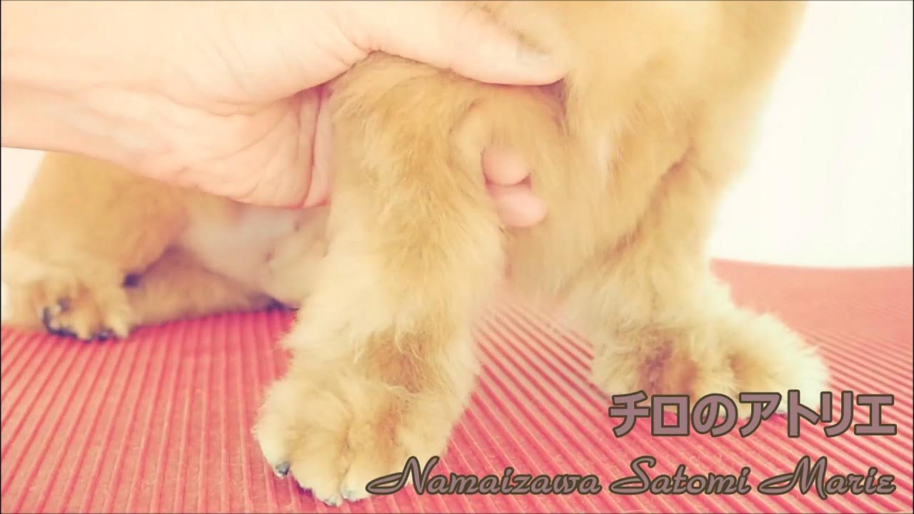 ダックスフンドのトリミング【足まわり】How to trim dog's feet YouTube