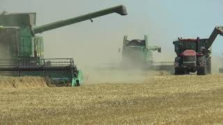 Case IH Steiger 450 HD pulling J&M 1326 grain cart side by side with John Deere combines in Germany by Global Farm Machinery 104 views 2 months ago 59 seconds