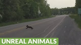 Famous Tiny bear cub scrambles to keep up with mom and brother Profile