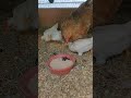 Been picking berries since I was a kid, never had chickens to share them with til now
